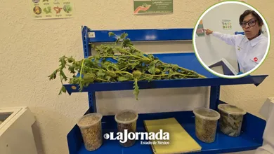 Etnia Náhuatl de Toluca busca certificar su medicina tradicional