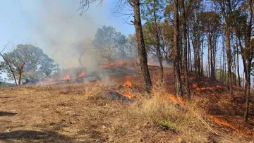Hectáreas afectadas por incendios disminuyen 50%: Probosque