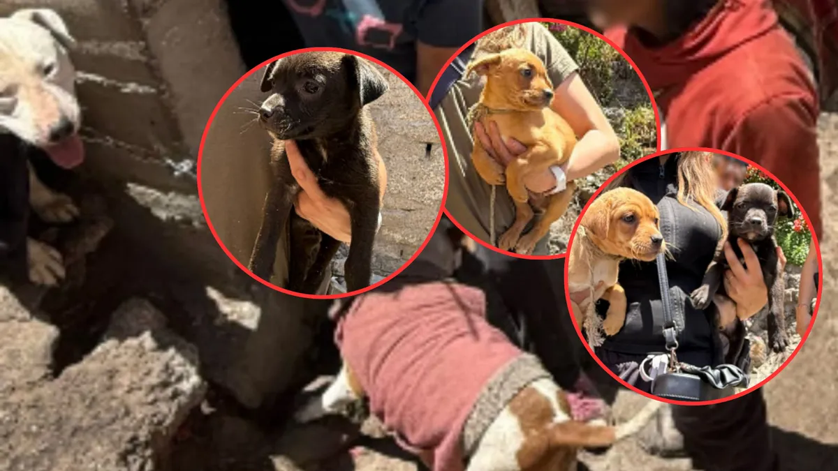Rescatan a siete perros en condiciones de maltrato animal en Naucalpan