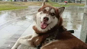 Lucas, el primer perro en recibir una pensión alimenticia legal tras divorcio de sus dueños