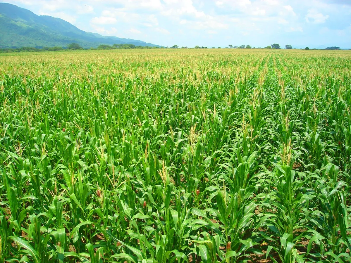 Pierde Edomex más de 50 mil hectáreas de superficie agrícola en últimos años