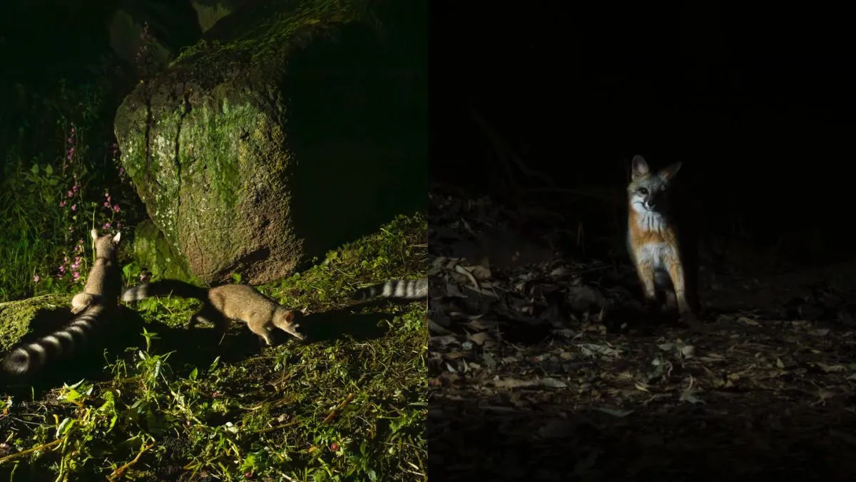 Animales silvestres en Toluca no son un peligro, asegura especialista