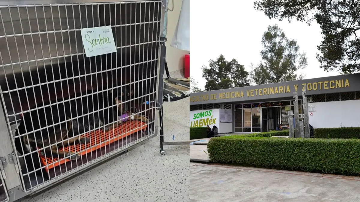 Envenenamiento de perros en Facultad de Veterinaria indigna a la comunidad