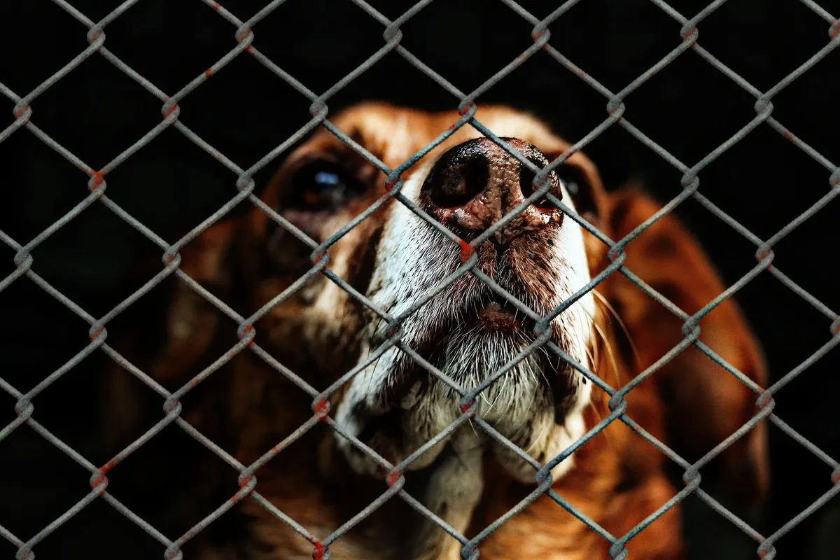 Chalco: Presentan denuncia penal contra caso de crueldad animal