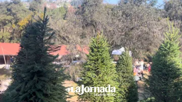Plantaciones de pino en el Estado de México: clave para el medio ambiente