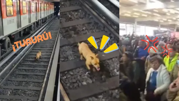 Un perrito causa caos en Línea 2 del Metro CDMX al ingresar a las vías y provocar retrasos masivos que saturaron estaciones como Hidalgo.