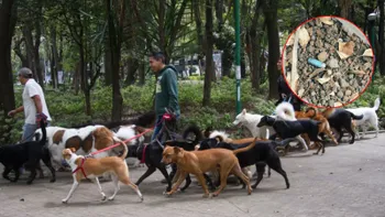 Secretaría de Seguridad investiga envenenamiento de perros en la Colonia Condesa en CDMX