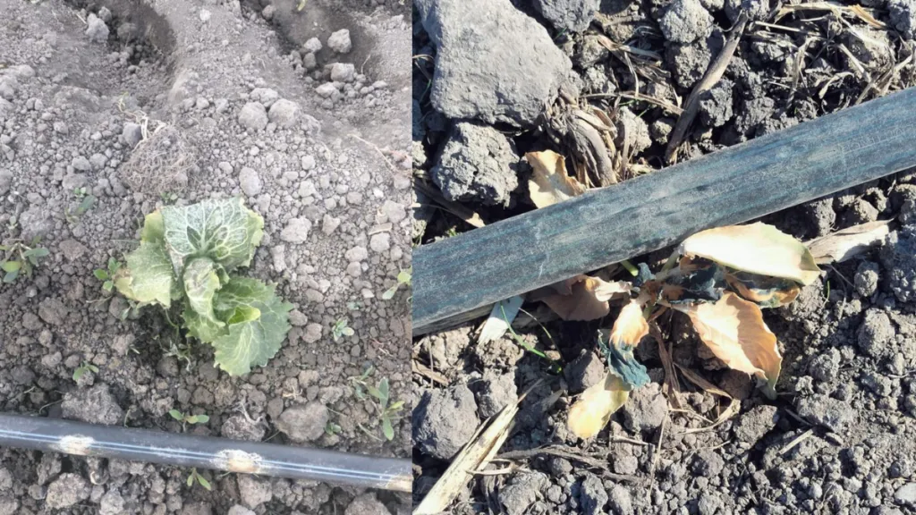 Tenango del Valle calcula afectaciones en mil 200 hectáreas por helada