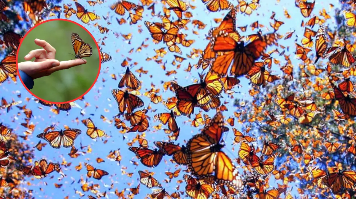 Mariposa Monarca 2026: ¿Por qué aumentó su población en los bosques mexicanos?