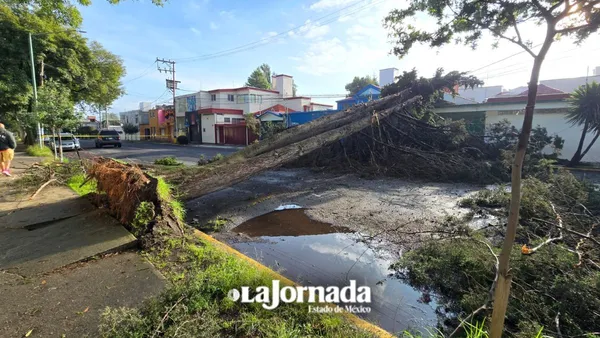 Árbol cae y provoca cierres viales en Colonia Universidad, Toluca