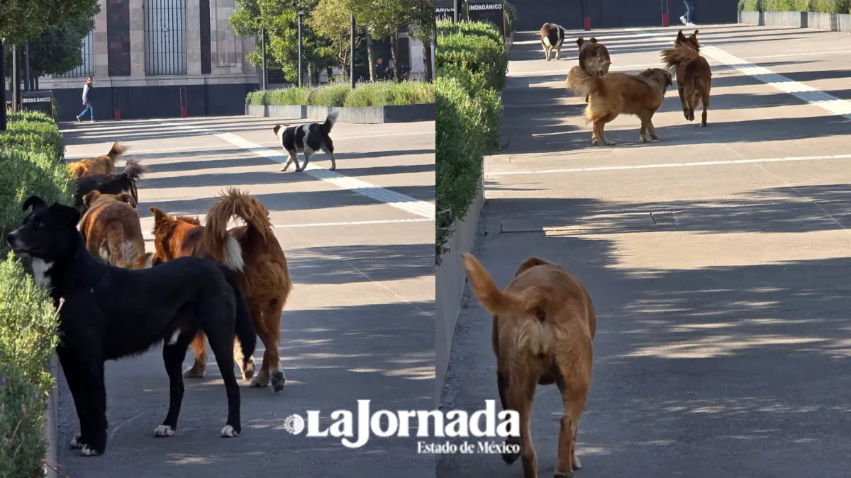 Vecinos advierten sobre jaurías en el Testerazo en Zinacantepec