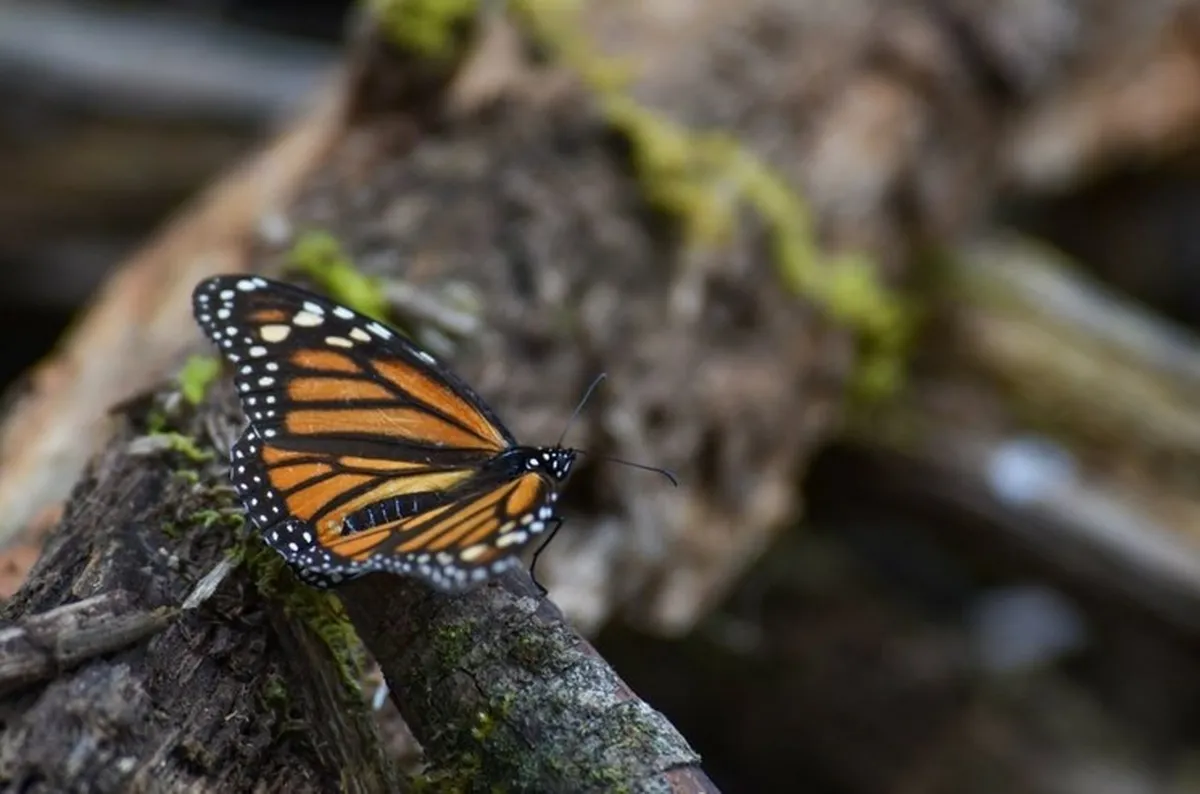 Mariposa Monarca