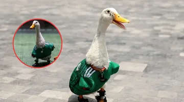 ¿Es legal tener un pato de mascota en México? Esto dice la ley