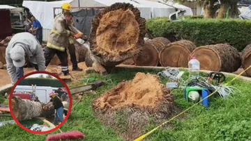 En Amecameca se desploma palmera, hay 2 lesionados