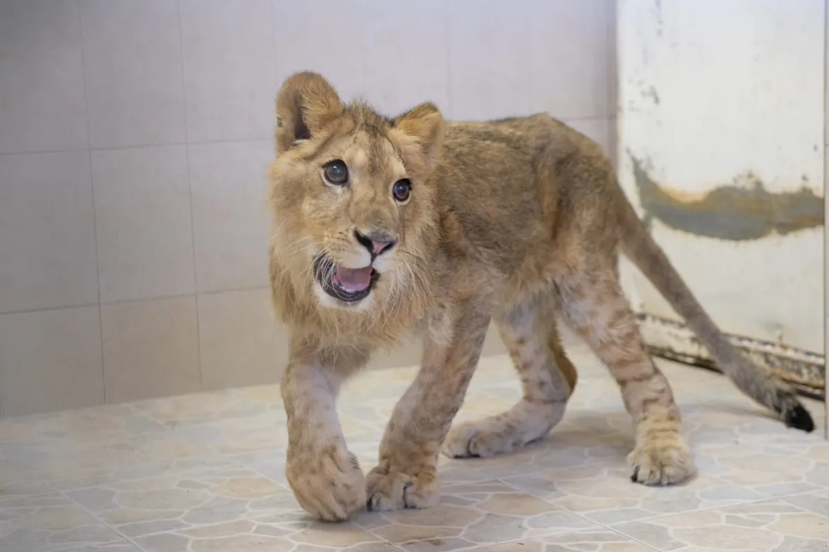 (Video) Capturan a cachorro de león africano en Ecatepec; lo encontraron en la calle