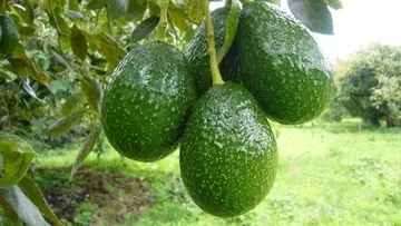 Emprendedores buscan ampliar mercados agroindustriales en Edomex