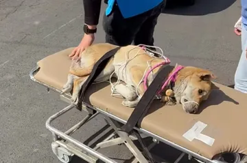 No para el maltrato animal en Edomex
