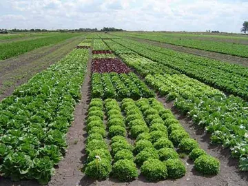 Edomex: Crece 25% agricultura orgánica