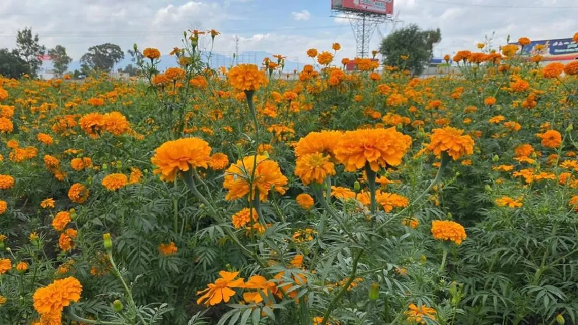 Tecámac: Alistan cosecha de 40 hectáreas de cempasúchil
