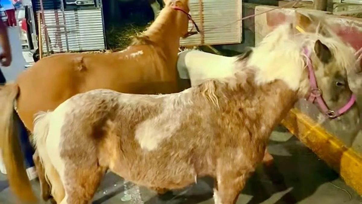 Cuatro ponis de feria son rescatados en Los Reyes La Paz