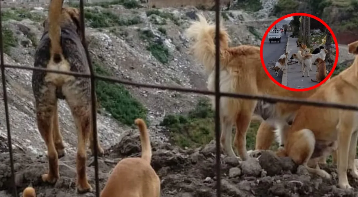 Maltrato y abandono de mascotas prevalece en Zona Oriente del Edomex: activistas