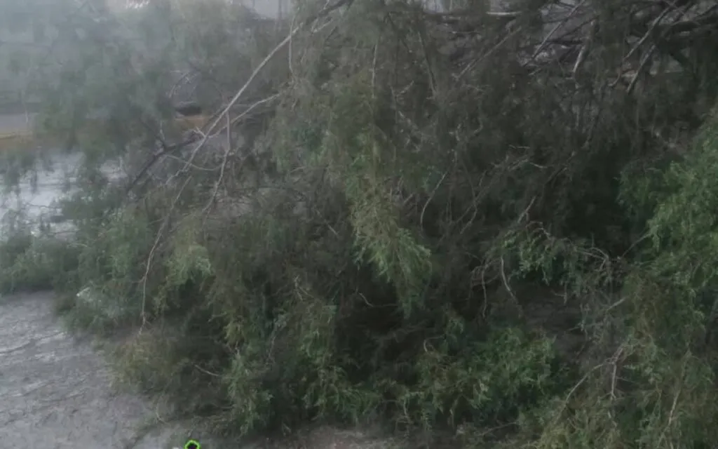 Fuertes vientos generan caos por caída de árboles en el Valle de México