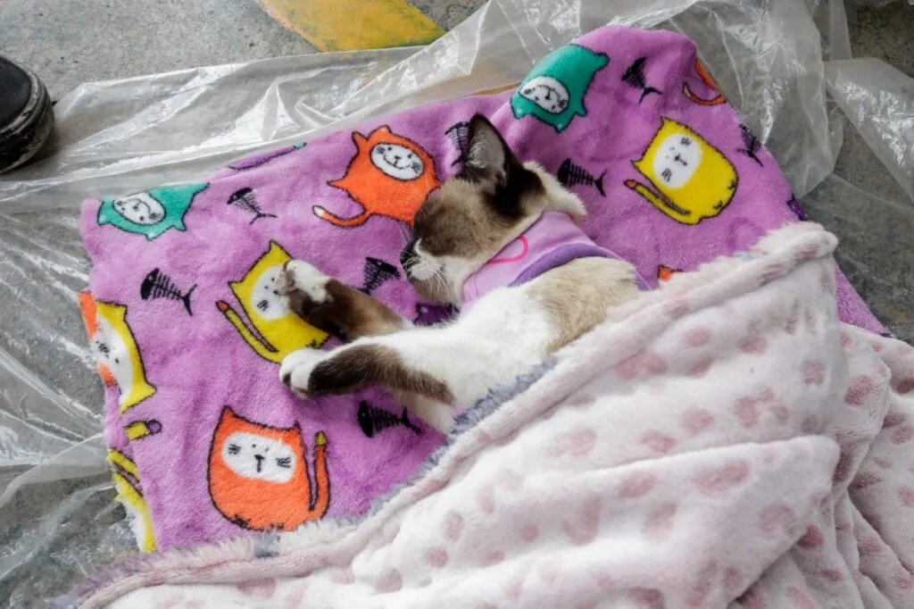 Chimalhuacán supera meta de esterilizaciones caninas y felinas con más de 13 mil intervenciones