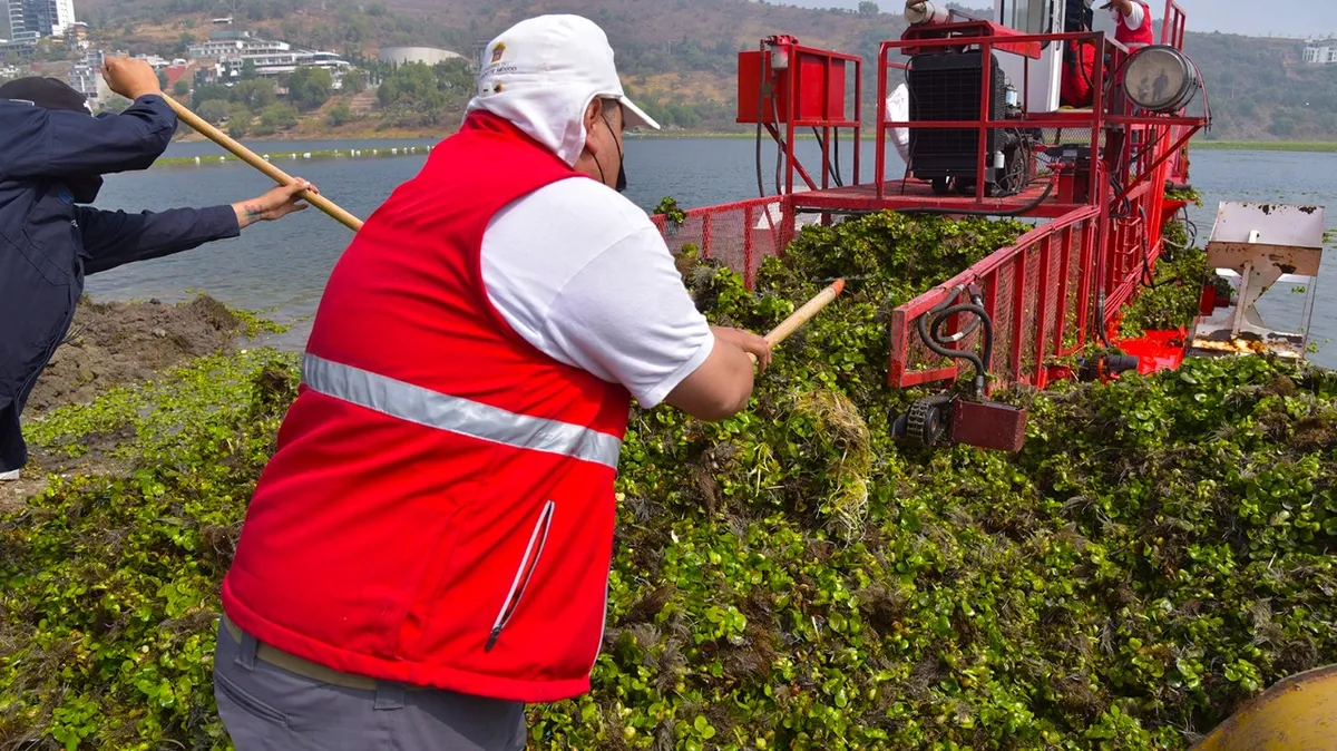 Retiran 50 toneladas de lirio acuático de la Presa Madín, Atizapán