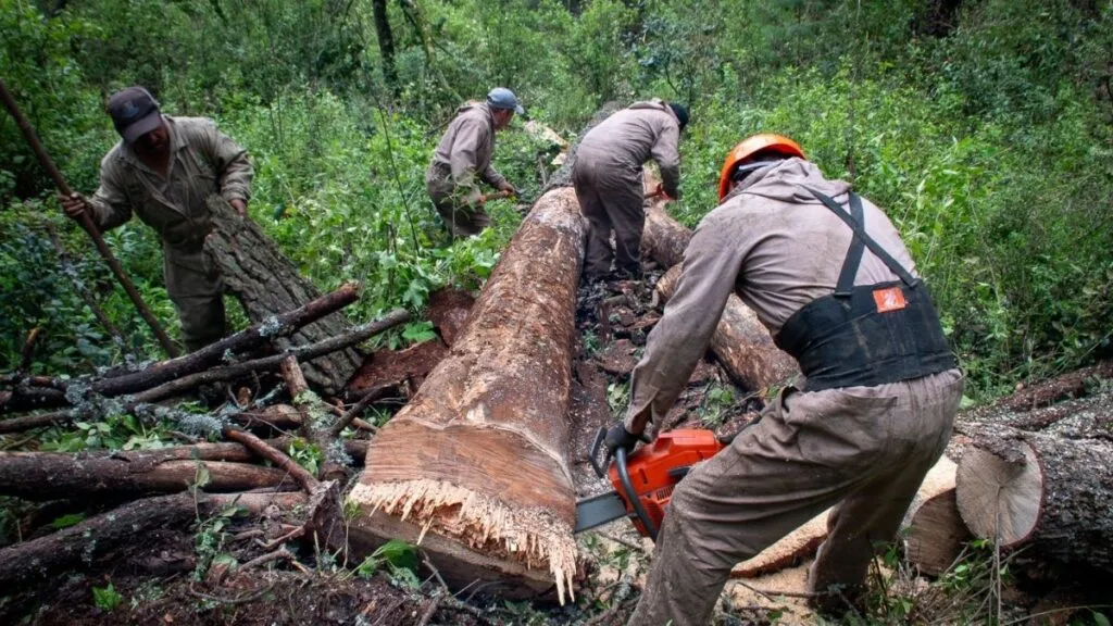 Jocotitlán: Protegen Cerro de Xocotépetl; intervienen 34.9 hectáreas