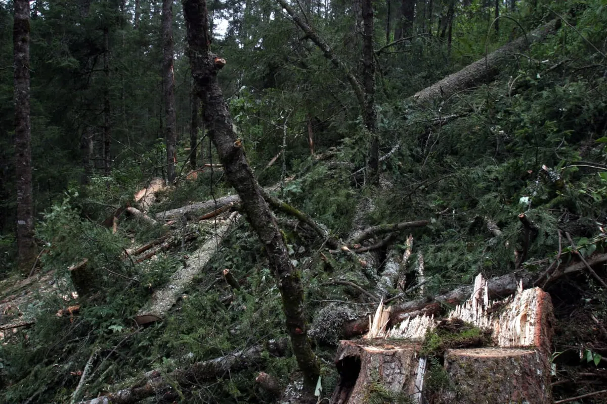 El Bosque de Agua agoniza: la deforestación silenciosa de Ocuilan