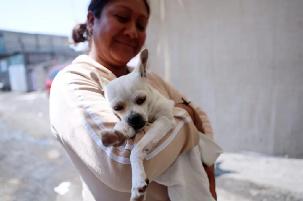 Alianza por los que no tienen voz: Chimalhuacán y La Paz esterilizan a animales en situación de calle