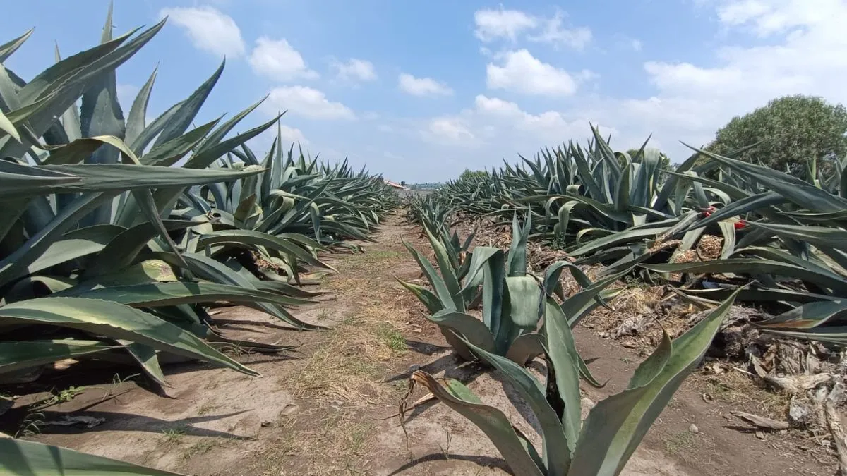 Programa Piloto para siembra de Agave Pulquero arranca en Edomex