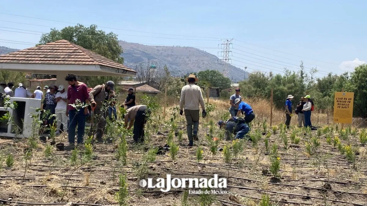 Nezahualcóyotl: Crean primer "Bosque de bolsillo"