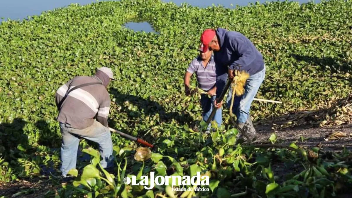 Brigadas retiran lirio acuático de la Laguna de Zumpango