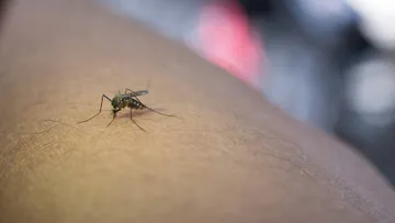 En menos de un mes, se duplican casos de dengue en el Edomex