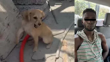 Albañil extranjero golpea a cachorro en Ecatepec; ya fue detenido [VIDEO]
