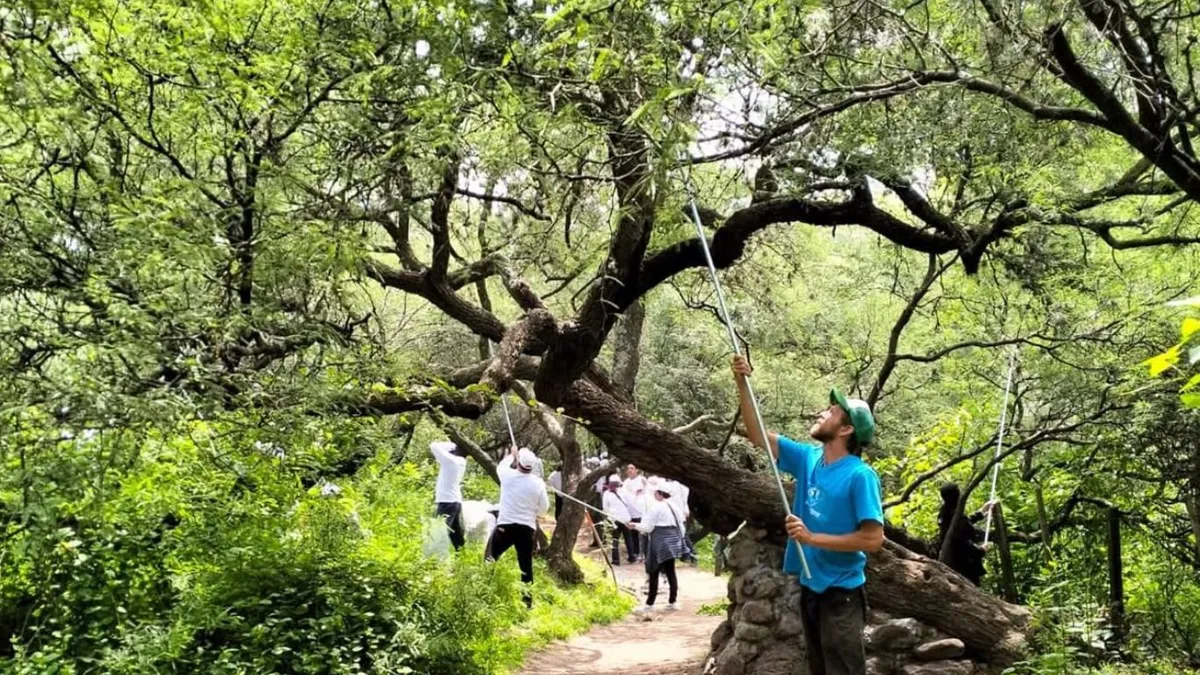 Plaga de Heno Motita prolifera en la Sierra de Guadalupe