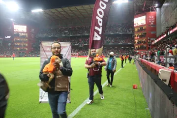 Perritos rescatados buscan hogar durante la final Toluca vs América