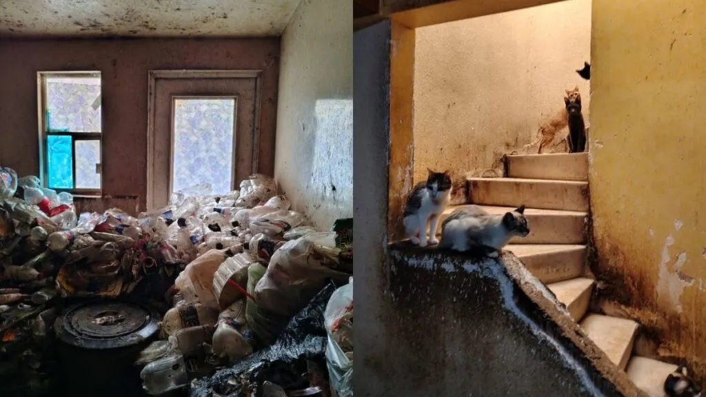 Tecámac: Rescatan a abuelitos y más de 90 gatos hacinados en una vivienda