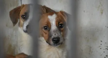 Nezahualcóyotl: Aprueba multas contra maltrato animal