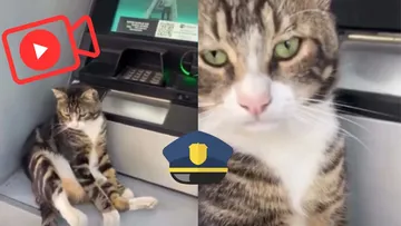 Gato se convierte en cuidador de un cajero automático en Estambul, Turquía [VIDEO]
