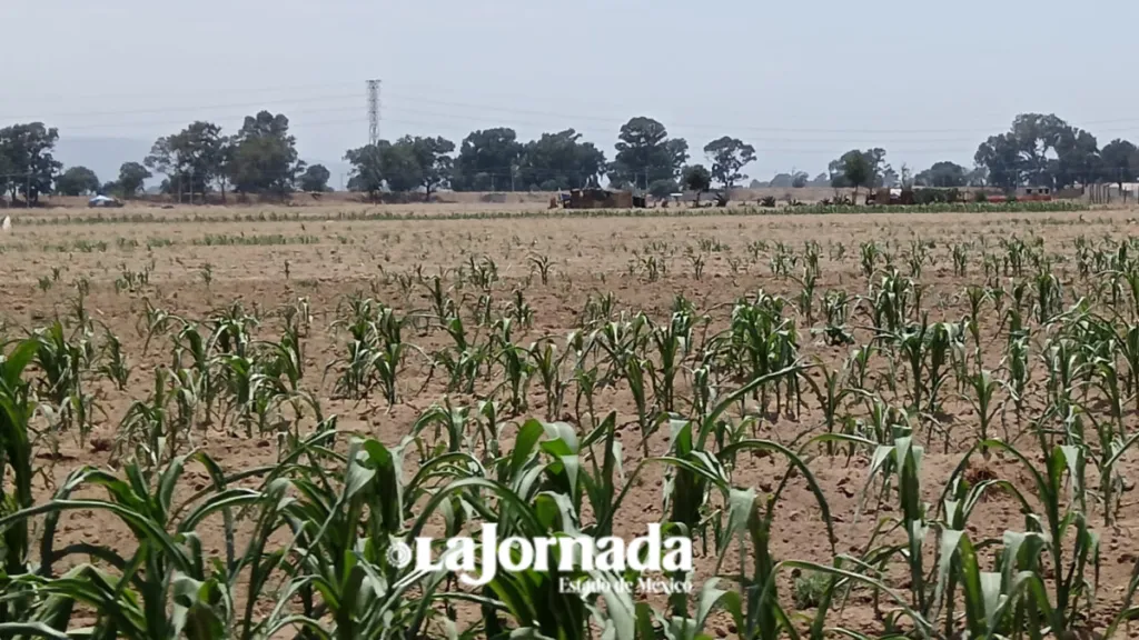 Campesinos de Chimalhuacán sobreviven al embate de la mancha urbana