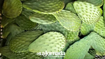 Realizan censo de productores de nopal afectados por heladas: Secretaría del Campo