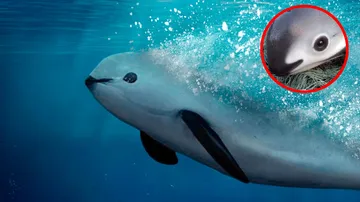 México reprobado en cuidado de la vaquita marina