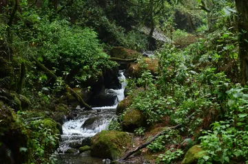Probosque restaura más de 500 kilómetros de ríos en Edomex con ahuehuetes y sauces