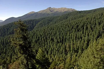 Algunos bosques de pino y oyamel en México sufren de plagas