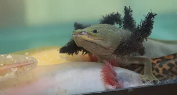 Ajolote, una especie prehispánica en preservación
