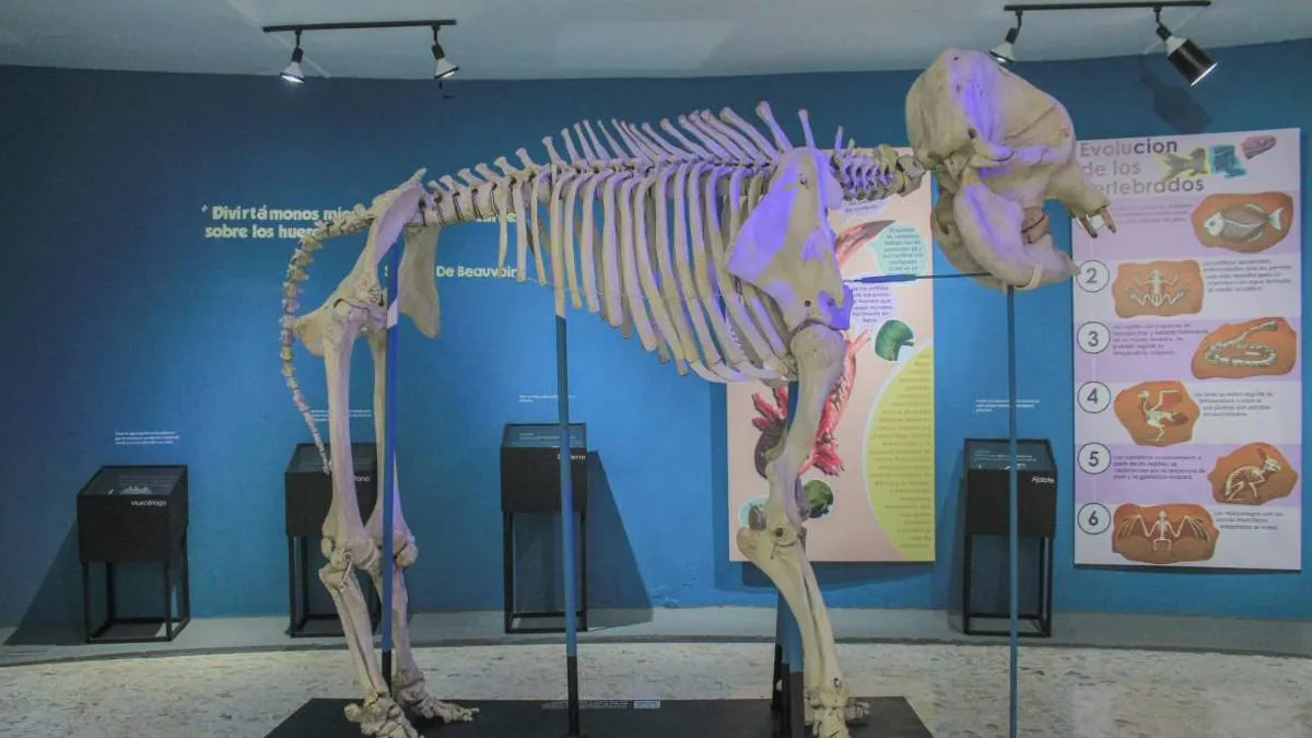 museo de las ciencias naturales