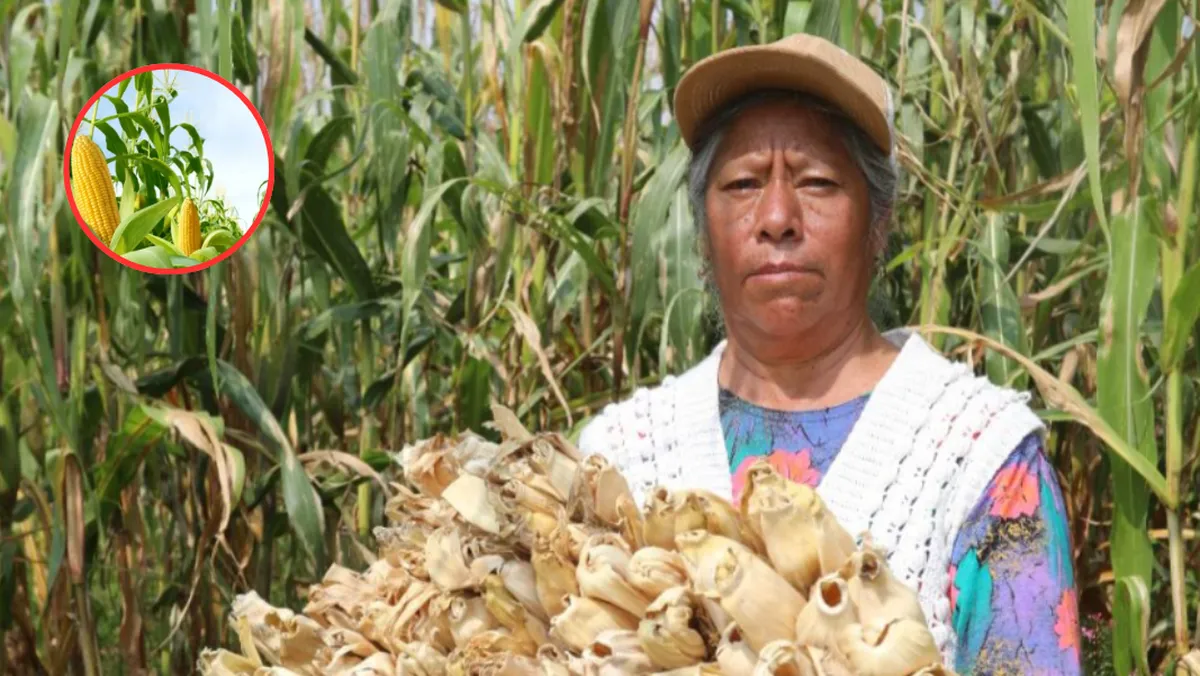 Maíz importado y altos costos golpean al campo del Edomex