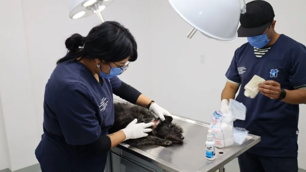 Huixquilucan brinda más de 600 consultas médicas y esterilizaciones gratuitas para mascotas